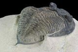 Bargain, Zlichovaspis Trilobite - Lghaft, Morocco #100674-4